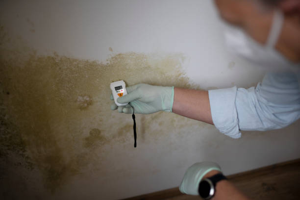 Best Localized Mold Remediation (e.g., coastal areas, humid climates) in Aransas Pass, TX