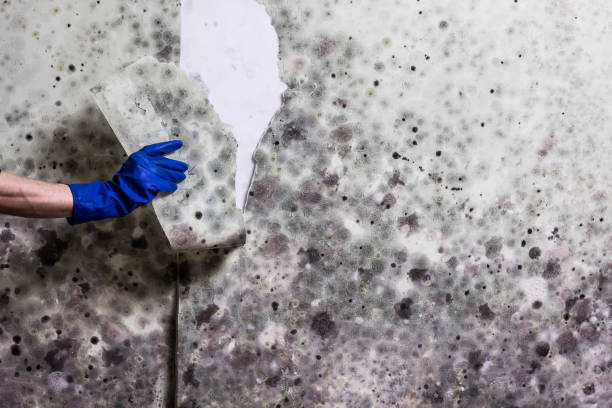 Aransas Pass, TX Mold Remediation Company